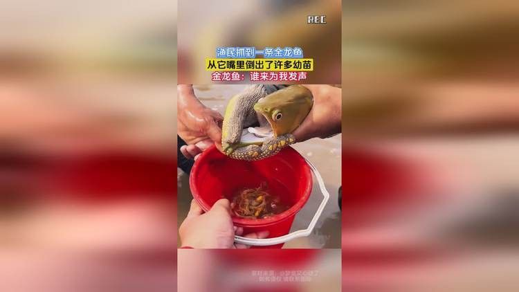 金龍魚吐小魚的視頻播放