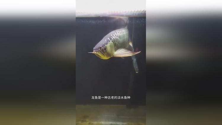 金龍魚吐小魚的視頻播放