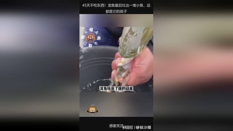 金龍魚吐小魚的視頻播放