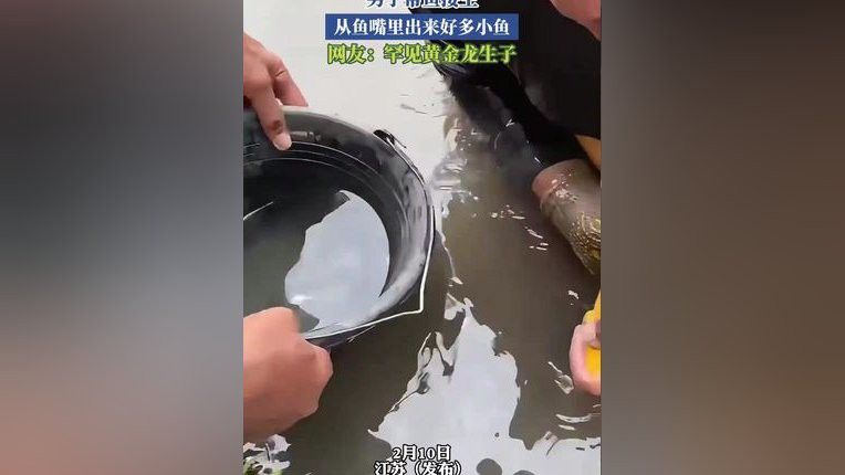 金龍魚吐小魚的視頻播放