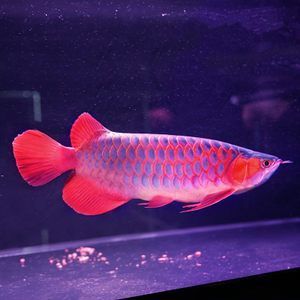 紅龍魚幼魚需要找個(gè)伴么：紅龍魚幼魚是否需要找個(gè)伴，紅龍魚幼魚需要找個(gè)伴么