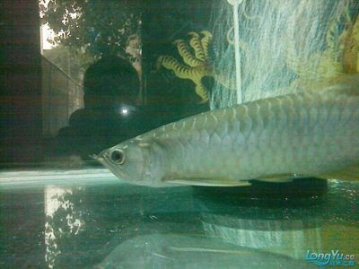 龍魚趴在缸底上是怎么回事兒：如何判斷龍魚趴缸的原因