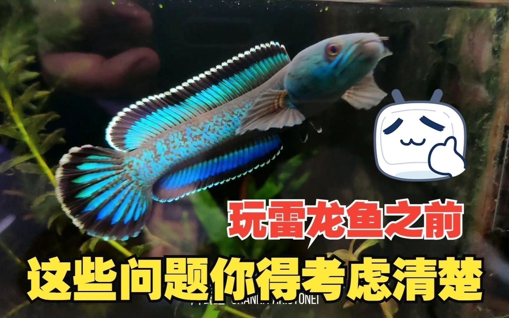 如何挑選高品質的雷龍魚？ 如何挑選高品質的雷龍魚？ 龍魚百科 第4張