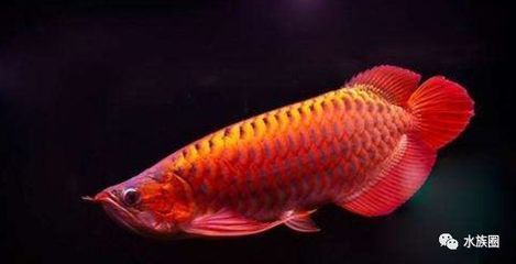 龍魚是淡水還是海水養(yǎng)的：龍魚是淡水魚，應(yīng)在淡水環(huán)境中飼養(yǎng)