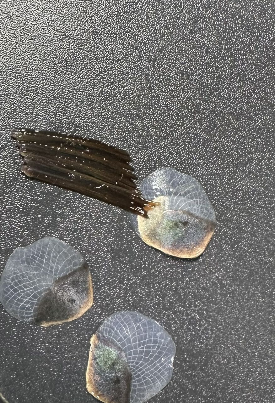 養幾條龍魚風水：養龍魚的風水講究