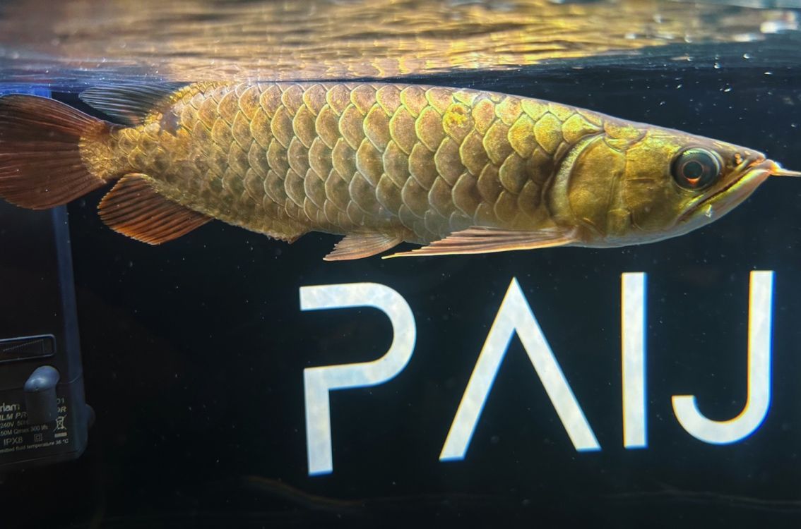 養幾條龍魚風水：養龍魚的風水講究
