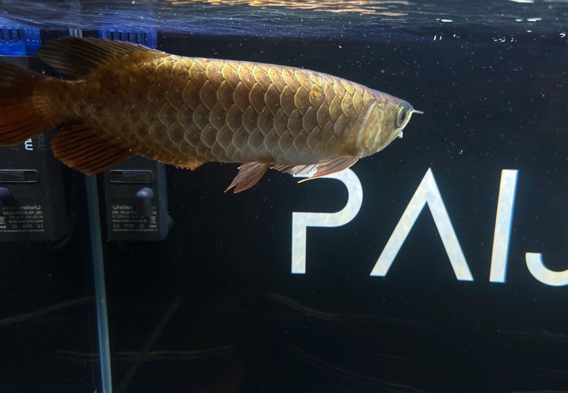養幾條龍魚風水：養龍魚的風水講究