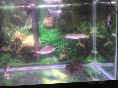 龍魚和什么混養，哪些魚適合與龍魚混養