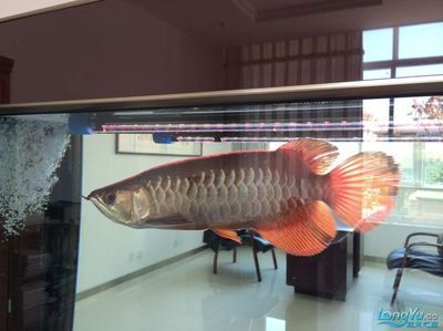龍魚配巴西亞能繁殖嗎（巴西亞魚與龍魚能否混養(yǎng)，需考慮體型匹配和數(shù)量比例） 龍魚配巴西亞能繁殖嗎（巴西亞魚與龍魚能否混養(yǎng)，需考慮體型匹配和數(shù)量比例） 龍魚百科 第4張
