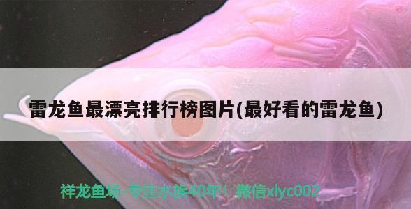 雷龍魚排行：雷龍魚排行榜