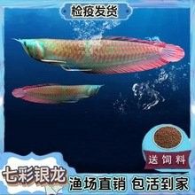 銀龍魚的價格多少錢一條圖片及價格