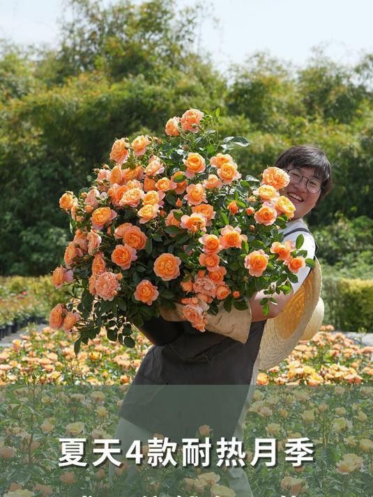 紅龍月季的耐熱性如何？