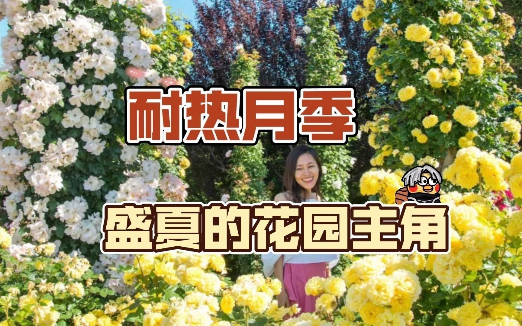 紅龍月季的耐熱性如何？