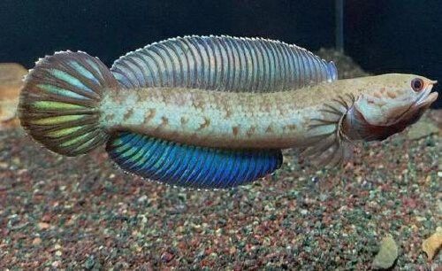 如何判斷雷龍魚是否適合冷水飼養？ 如何判斷雷龍魚是否適合冷水飼養？ 龍魚百科 第4張