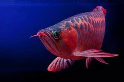 紅龍魚的壽命可以達到多少？：紅龍魚的壽命可以達到40至50年，飼養者需掌握關鍵的飼養方法 紅龍魚的壽命可以達到多少？：紅龍魚的壽命可以達到40至50年，飼養者需掌握關鍵的飼養方法 龍魚百科 第3張