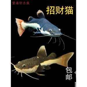 狗仔（招財貓)魚苗：狗仔（招財貓）魚苗是一種受歡迎的觀賞魚