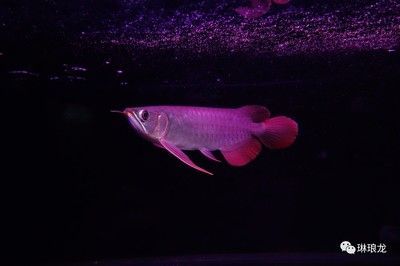 養(yǎng)龍魚(yú)需要開(kāi)燈光嗎冬天：養(yǎng)龍魚(yú)需要開(kāi)燈光嗎 養(yǎng)龍魚(yú)需要開(kāi)燈光嗎冬天：養(yǎng)龍魚(yú)需要開(kāi)燈光嗎 龍魚(yú)百科 第3張