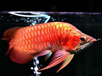 食用的龍魚是什么魚，龍魚市場價格趨勢趨勢，龍魚市場價格趨勢趨勢趨勢