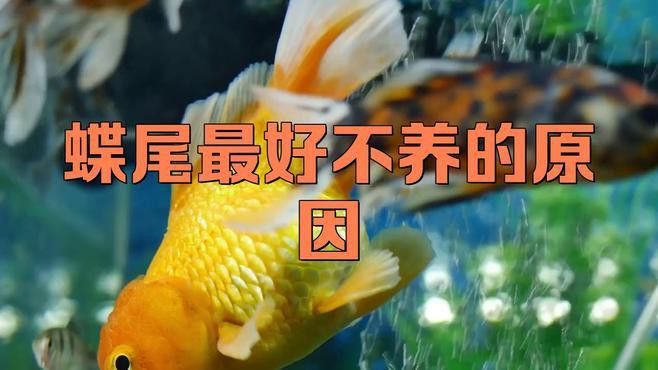 紅龍魚弓背怎么養：紅龍魚弓背怎么養護紅龍魚弓背怎么養護紅龍魚弓背 紅龍魚弓背怎么養：紅龍魚弓背怎么養護紅龍魚弓背怎么養護紅龍魚弓背 龍魚百科 第1張