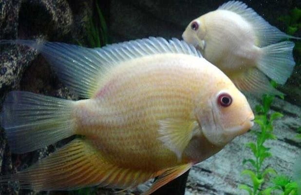 紅龍魚換水后多久可以喂食啊視頻：紅龍魚換水后多久可以喂食？科學喂養指南