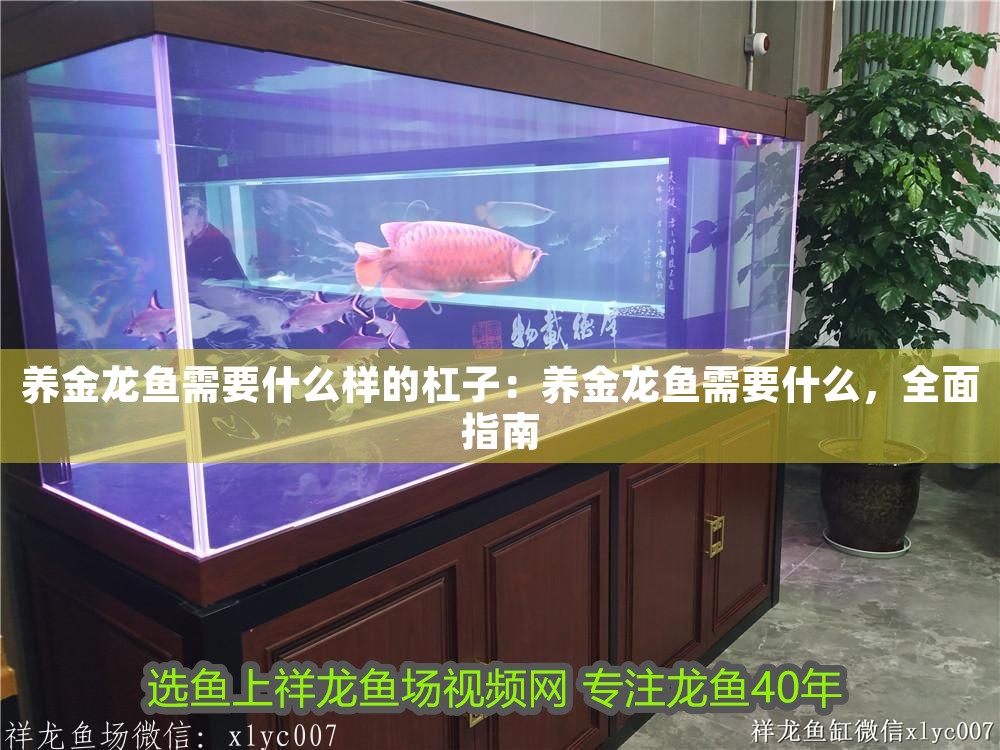 養金龍魚需要什么樣的杠子：養金龍魚需要什么，全面指南