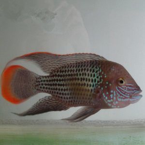 虎頭鯊和龍魚可以混養(yǎng)么虎鯊和龍魚可以混養(yǎng)么：虎頭鯊可以和龍魚混養(yǎng)么？