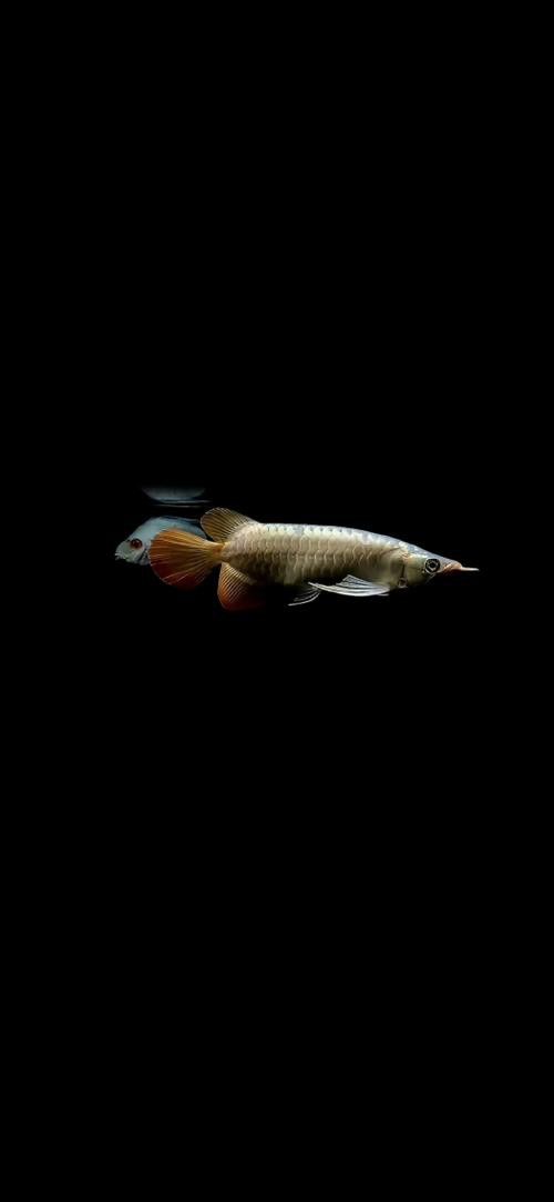 金龍魚高清圖片手機壁紙