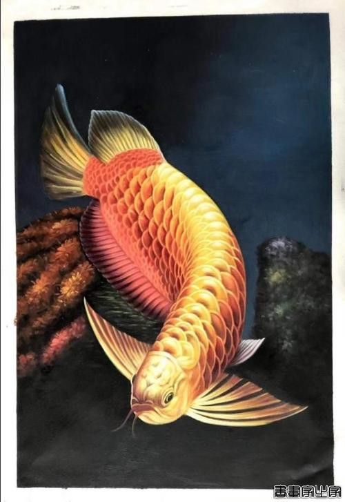 金龍魚高清圖片手機壁紙