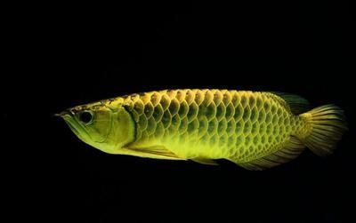龍魚張大嘴是什么原因（龍魚張大嘴可能由多種因素引起，） 龍魚張大嘴是什么原因（龍魚張大嘴可能由多種因素引起，） 龍魚百科 第1張
