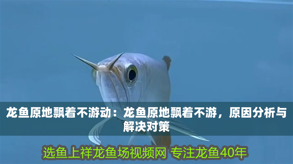 龍魚原地飄著不游動：龍魚原地飄著不游，原因分析與解決對策 龍魚原地飄著不游動：龍魚原地飄著不游，原因分析與解決對策 龍魚百科 第1張