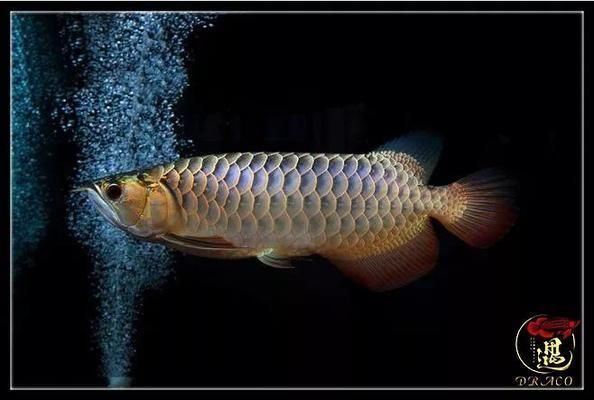龍魚必定清驅蟲下多了：龍魚為什么會被咬死