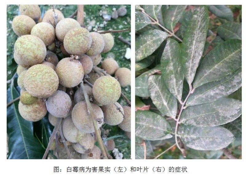 龍眼白霉病防治的最佳時機