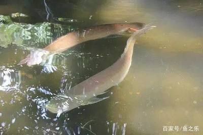 養龍魚人必看：養龍魚的基本知識和健康判斷方法 養龍魚人必看：養龍魚的基本知識和健康判斷方法 龍魚百科 第3張