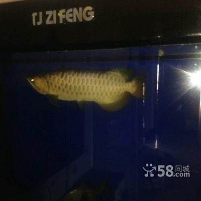 金龍魚50公分價(jià)格表（50公分的金龍魚價(jià)格因品種、品相和養(yǎng)殖年限等因素而異） 金龍魚50公分價(jià)格表（50公分的金龍魚價(jià)格因品種、品相和養(yǎng)殖年限等因素而異） 龍魚百科 第1張