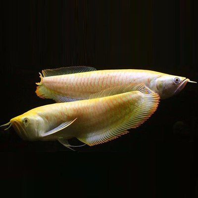 白子黃化銀龍魚(yú)紅眼和黑眼哪個(gè)品種好（白子黃化銀龍魚(yú)的紅眼和黑眼品種各有其獨(dú)特的特點(diǎn)和特點(diǎn)和美感）
