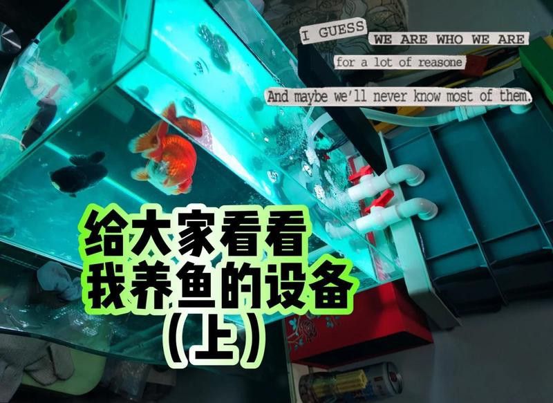 金龍魚缸布置需要哪些材料？