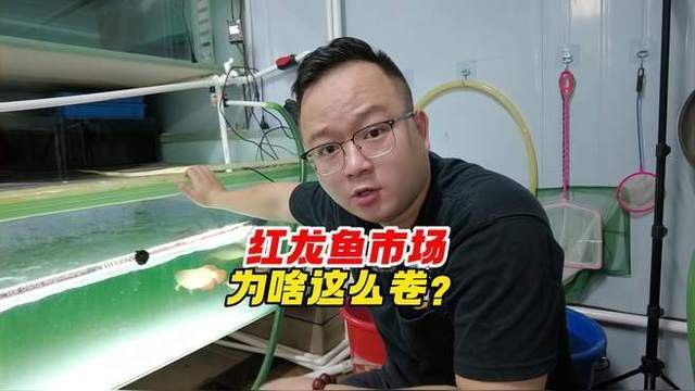 紅龍魚的市場需求如何 紅龍魚的市場需求如何 龍魚百科 第1張