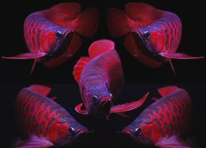 龍魚眼球變白的原因圖片 龍魚眼球變白的原因圖片 龍魚百科 第11張