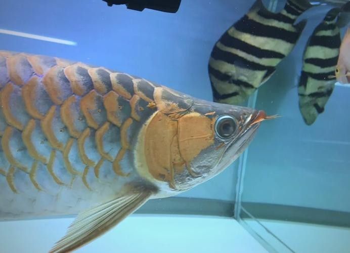 龍魚眼球變白的原因圖片 龍魚眼球變白的原因圖片 龍魚百科 第2張