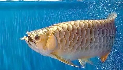 龍魚眼球變白的原因圖片 龍魚眼球變白的原因圖片 龍魚百科 第17張