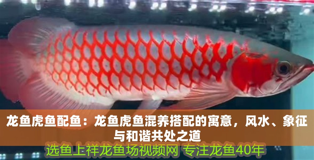 龍魚虎魚配魚：龍魚虎魚混養搭配的寓意，風水、象征與和諧共處之道