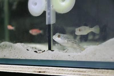 養龍魚一年電費多少錢：養龍魚一年電費多少錢養龍魚一年電費多少錢