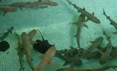 養龍魚一年電費多少錢：養龍魚一年電費多少錢養龍魚一年電費多少錢