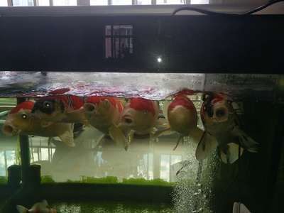 養龍魚一年電費多少錢：養龍魚一年電費多少錢養龍魚一年電費多少錢