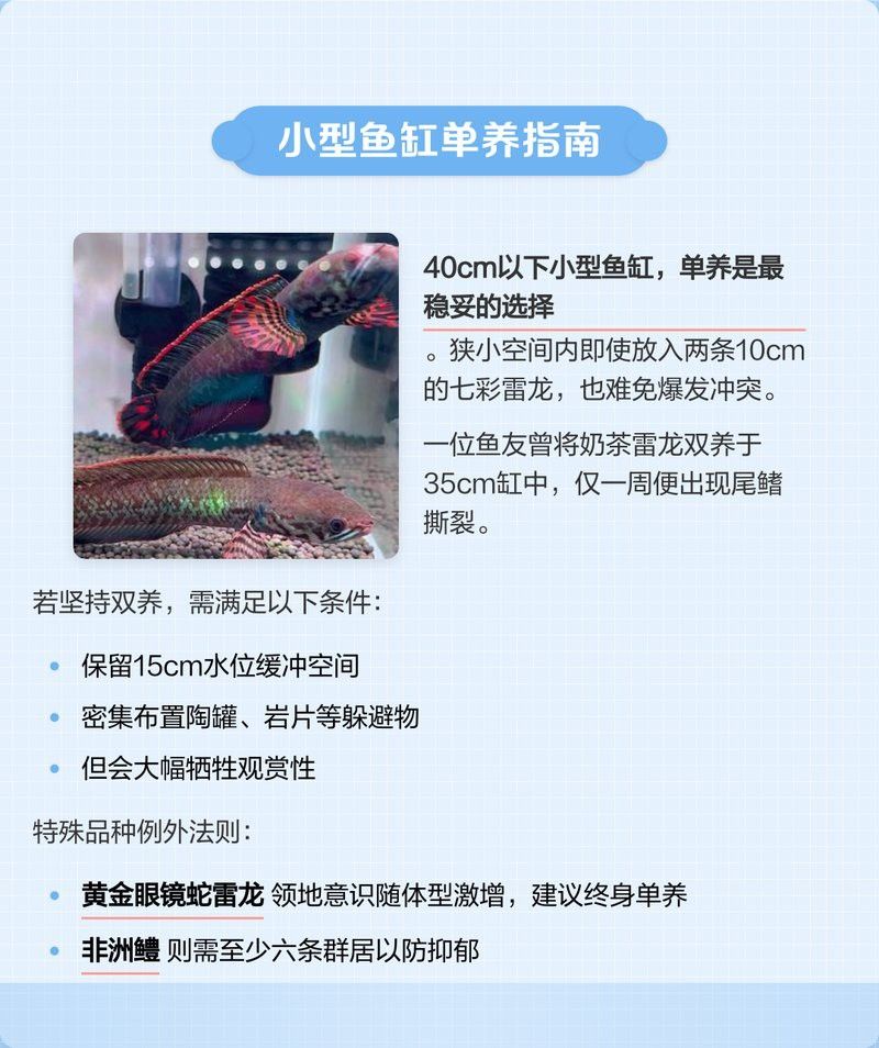 如何避免雷龍和招財貓的領地沖突？ 如何避免雷龍和招財貓的領地沖突？ 龍魚百科 第1張
