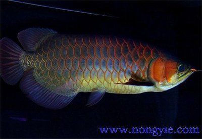 紅龍魚鱗片掉了還能長嗎（紅龍魚掉了鱗片還能長嗎）