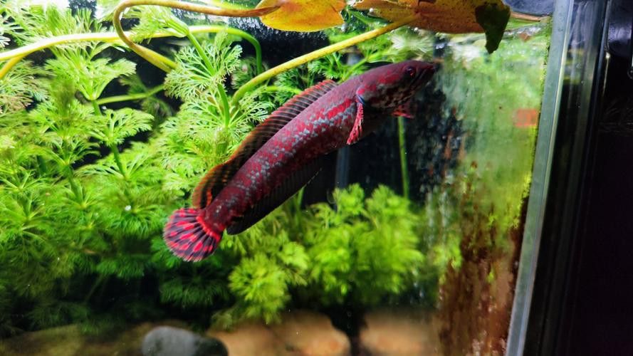 七彩雷龍魚飼養方法大全圖解 龍魚百科 第2張 七彩雷龍魚飼養方法大全圖解 七彩雷龍魚飼養方法大全圖解 龍魚百科 第2張