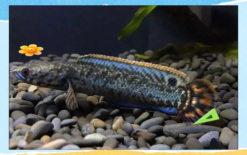 七彩雷龍魚飼養方法大全圖解 龍魚百科 第9張 七彩雷龍魚飼養方法大全圖解 七彩雷龍魚飼養方法大全圖解 龍魚百科 第9張