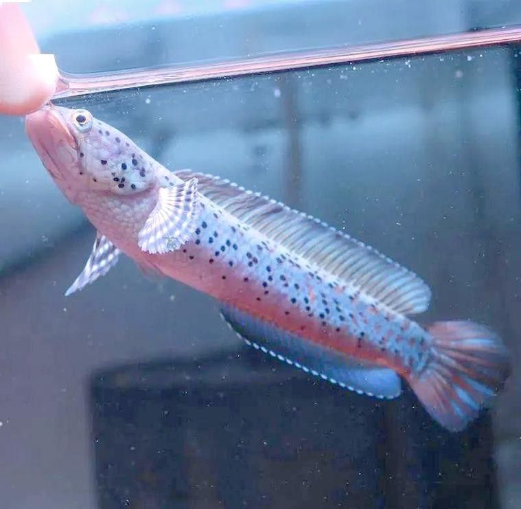七彩雷龍魚飼養方法大全圖解 龍魚百科 第13張 七彩雷龍魚飼養方法大全圖解 七彩雷龍魚飼養方法大全圖解 龍魚百科 第13張