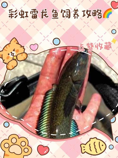 七彩雷龍魚飼養方法大全圖解 龍魚百科 第12張 七彩雷龍魚飼養方法大全圖解 七彩雷龍魚飼養方法大全圖解 龍魚百科 第12張
